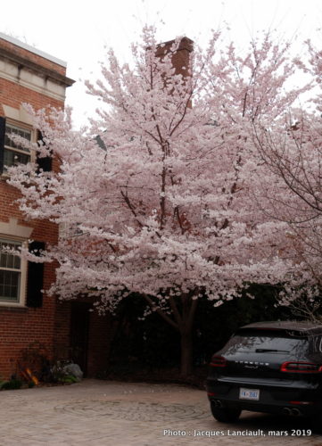 Embassy Row, Washington D.C., États-Unis
