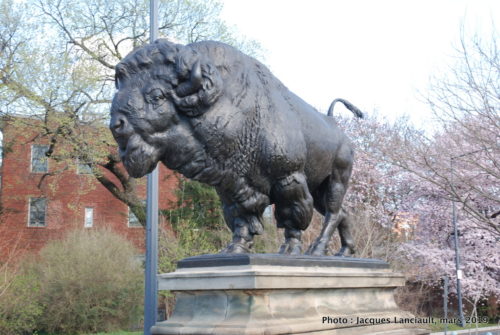 Bisons du pont Dumbarton, Washington D.C., États-Unis