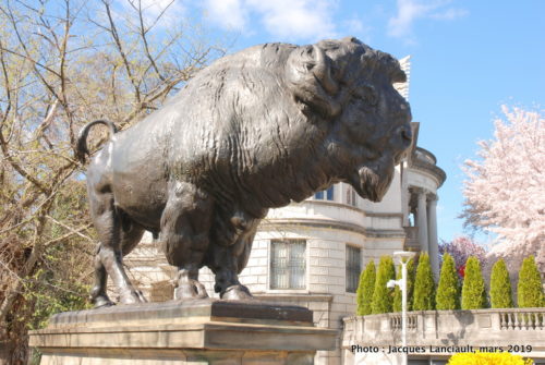 Bisons du pont Dumbarton, Washington D.C., États-Unis