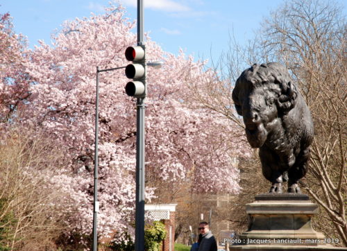 Bisons du pont Dumbarton, Washington D.C., États-Unis