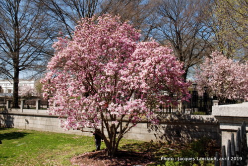 President Park, Washington D.C., États-Unis