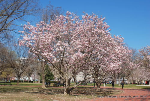Lafayette square, Washington D.C., États-Unis