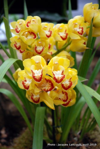 Robert and Arlene Kogod Courtyard, Orchids: Amazing Adaptations, Washington D.C., États-Unis