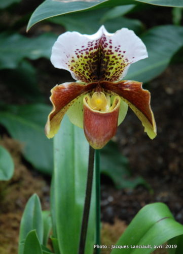 Robert and Arlene Kogod Courtyard, Orchids: Amazing Adaptations, Washington D.C., États-Unis