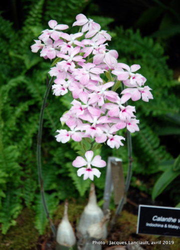 Robert and Arlene Kogod Courtyard, Orchids: Amazing Adaptations, Washington D.C., États-Unis