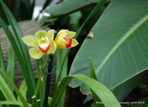Robert and Arlene Kogod Courtyard, Orchids: Amazing Adaptations, Washington D.C., États-Unis
