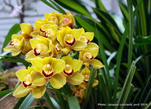 Robert and Arlene Kogod Courtyard, Orchids: Amazing Adaptations, Washington D.C., États-Unis