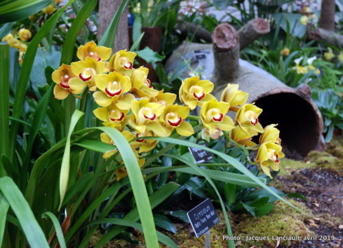 Robert and Arlene Kogod Courtyard, Orchids: Amazing Adaptations, Washington D.C., États-Unis