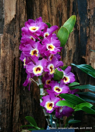 Robert and Arlene Kogod Courtyard, Orchids: Amazing Adaptations, Washington D.C., États-Unis