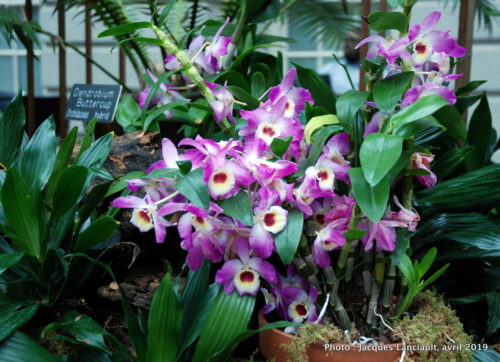Robert and Arlene Kogod Courtyard, Orchids: Amazing Adaptations, Washington D.C., États-Unis