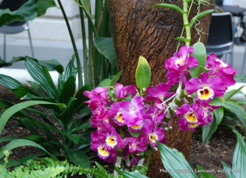 Robert and Arlene Kogod Courtyard, Orchids: Amazing Adaptations, Washington D.C., États-Unis