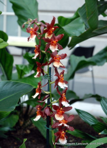 Robert and Arlene Kogod Courtyard, Orchids: Amazing Adaptations, Washington D.C., États-Unis