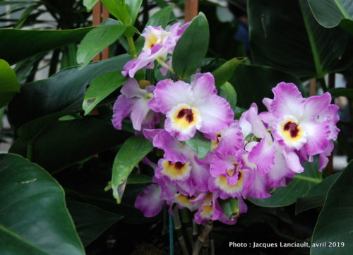 Robert and Arlene Kogod Courtyard, Orchids: Amazing Adaptations, Washington D.C., États-Unis