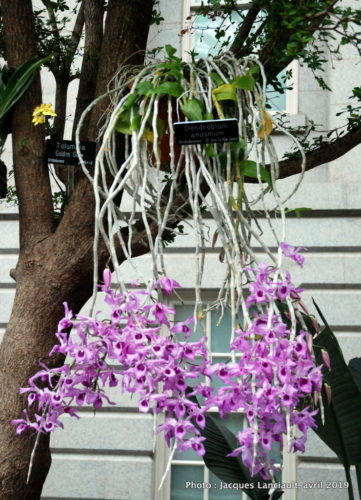 Robert and Arlene Kogod Courtyard, Orchids: Amazing Adaptations, Washington D.C., États-Unis