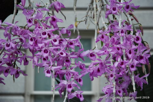 Robert and Arlene Kogod Courtyard, Orchids: Amazing Adaptations, Washington D.C., États-Unis