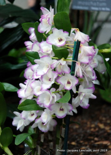 Robert and Arlene Kogod Courtyard, Orchids: Amazing Adaptations, Washington D.C., États-Unis