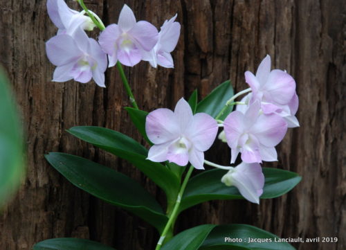 Robert and Arlene Kogod Courtyard, Orchids: Amazing Adaptations, Washington D.C., États-Unis