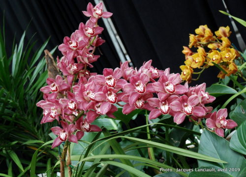 Robert and Arlene Kogod Courtyard, Orchids: Amazing Adaptations, Washington D.C., États-Unis