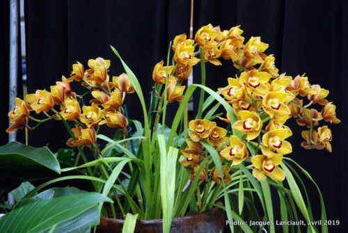 Robert and Arlene Kogod Courtyard, Orchids: Amazing Adaptations, Washington D.C., États-Unis