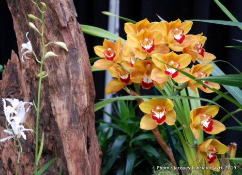 Robert and Arlene Kogod Courtyard, Orchids: Amazing Adaptations, Washington D.C., États-Unis