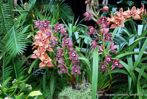 Robert and Arlene Kogod Courtyard, Orchids: Amazing Adaptations, Washington D.C., États-Unis