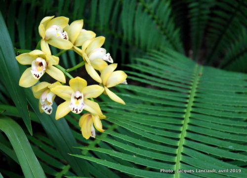 Robert and Arlene Kogod Courtyard, Orchids: Amazing Adaptations, Washington D.C., États-Unis