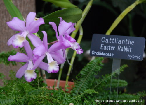 Robert and Arlene Kogod Courtyard, Orchids: Amazing Adaptations, Washington D.C., États-Unis
