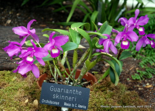 Robert and Arlene Kogod Courtyard, Orchids: Amazing Adaptations, Washington D.C., États-Unis
