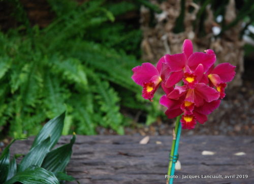 Robert and Arlene Kogod Courtyard, Orchids: Amazing Adaptations, Washington D.C., États-Unis