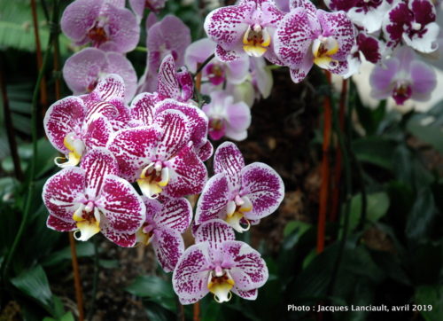 Robert and Arlene Kogod Courtyard, Orchids: Amazing Adaptations, Washington D.C., États-Unis