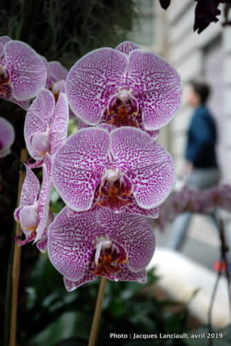 Robert and Arlene Kogod Courtyard, Orchids: Amazing Adaptations, Washington D.C., États-Unis