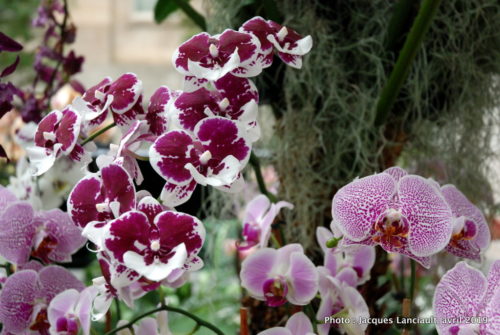 Robert and Arlene Kogod Courtyard, Orchids: Amazing Adaptations, Washington D.C., États-Unis