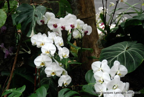Robert and Arlene Kogod Courtyard, Orchids: Amazing Adaptations, Washington D.C., États-Unis
