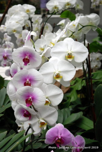 Robert and Arlene Kogod Courtyard, Orchids: Amazing Adaptations, Washington D.C., États-Unis