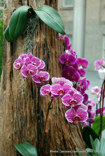 Robert and Arlene Kogod Courtyard, Orchids: Amazing Adaptations, Washington D.C., États-Unis