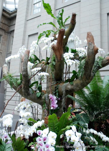 Robert and Arlene Kogod Courtyard, Orchids: Amazing Adaptations, Washington D.C., États-Unis