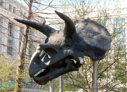 Musée d’histoire naturelle, Washington D.C., États-Unis