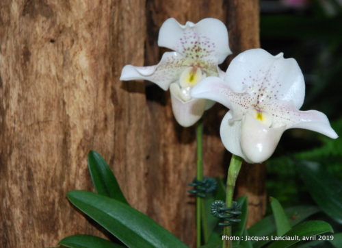 Robert and Arlene Kogod Courtyard, Orchids: Amazing Adaptations, Washington D.C., États-Unis