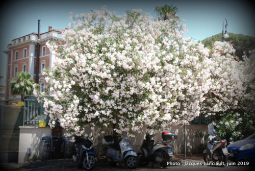 Jardin de la Villa Borghese, Rome Italie