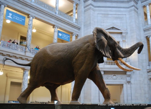 National Museum of Natural History, Washington D.C., États-Unis