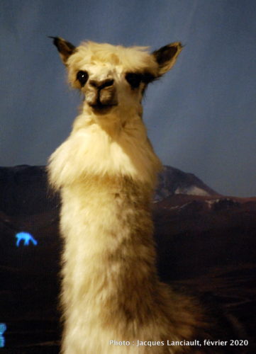 Les Incas… c’est le Pérou, Musée Pointe-à-Callière, Montréal, Québec