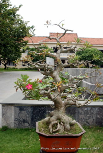 Hoi An, Vietnam