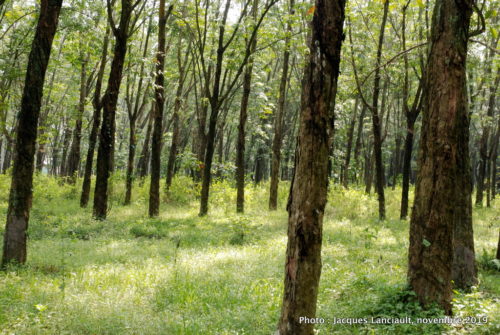 Plantation d'hévéas, Hô Chi Minh-Ville, Vietnam