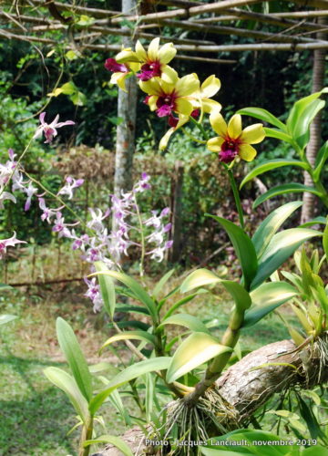 Cu Chi, Vietnam