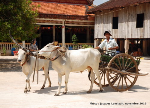 Charette à bœufs, Kampong Tralach, Cambodge