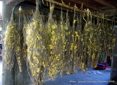 Silk Island, Cambodge