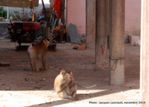 Angkor Ban, Cambodge