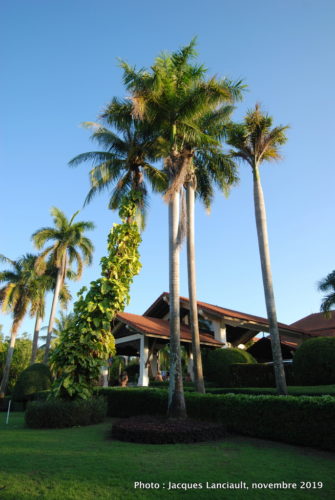 Angkor Palace Resort, Siem Reap, Cambodge