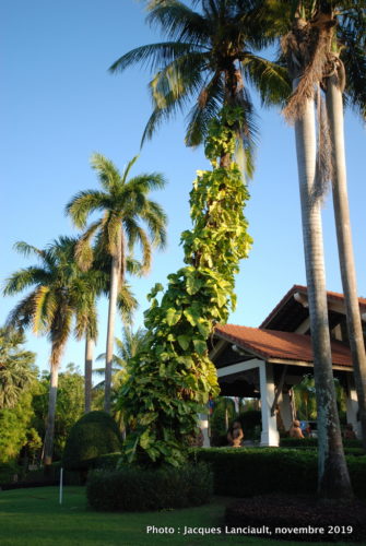 Angkor Palace Resort, Siem Reap, Cambodge