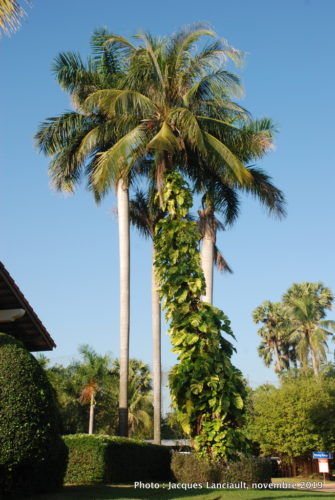 Angkor Palace Resort, Siem Reap, Cambodge